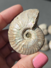 Ammoniet iriserend - Madagaskar 5 cm diverse soorten