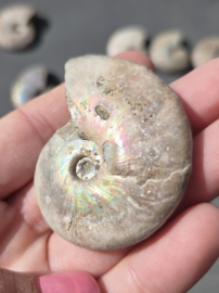 Ammoniet iriserend - Madagaskar 5 cm diverse soorten