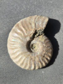 Ammoniet iriserend - Madagaskar ca.5 cm diverse modellen