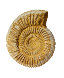 Ammoniet - Wit - Madagaskar - no.04 - 8 cm