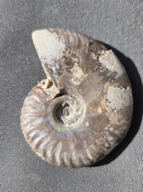 Ammoniet iriserend - Madagaskar ca.5 cm diverse modellen