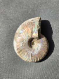 Ammoniet iriserend 5 cm - Madagaskar diverse soorten