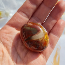 Versteend Hout - no.08 - 4cm - Palmsteen