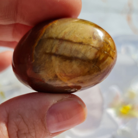 Versteend Hout - no.07 - 4cm - Palmsteen