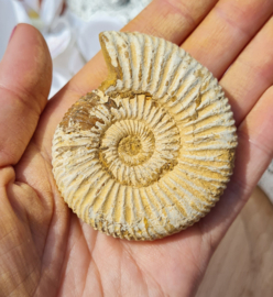 Ammoniet - Wit - Madagaskar - no.09 - 6 cm