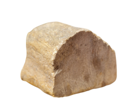 Versteend hout - Java - no.4