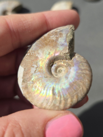 Ammoniet iriserend 5 cm - Madagaskar diverse soorten