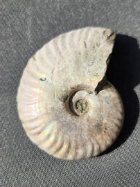 Ammoniet iriserend - Madagaskar 5 cm diverse soorten