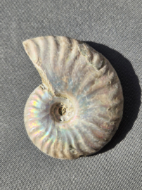 Ammoniet iriserend - Madagaskar ca.5 cm diverse modellen