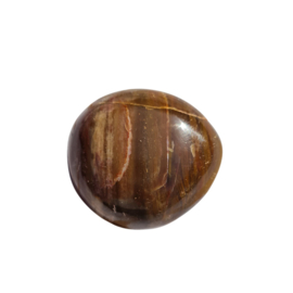 Versteend Hout - no.13 - 4cm - Palmsteen