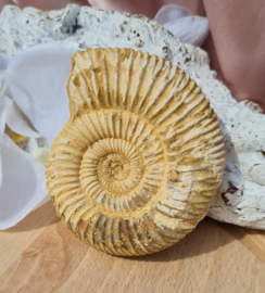 Ammoniet - Wit - Madagaskar - no.11 - 7 cm