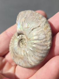 Ammoniet iriserend - Madagaskar 5 cm diverse soorten