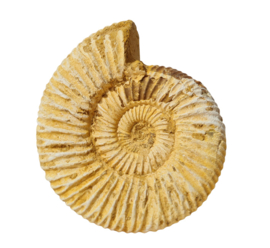 Ammoniet - Wit - Madagaskar - no.09 - 6 cm