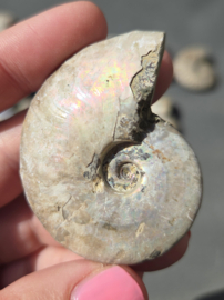 Ammoniet iriserend - Madagaskar 5 cm diverse soorten