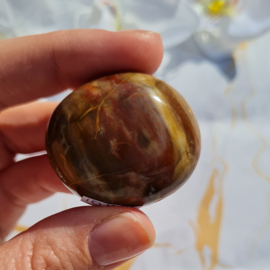 Versteend Hout - no.10 - 4cm - Palmsteen