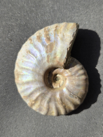 Ammoniet iriserend 5 cm - Madagaskar diverse soorten