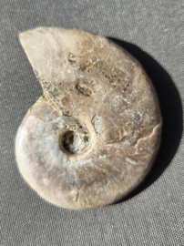 Ammoniet iriserend - Madagaskar 5 cm diverse soorten