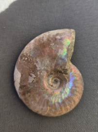 Ammoniet iriserend 5 cm - Madagaskar diverse soorten