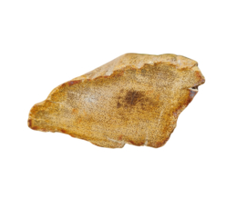 Versteend hout - Java - no.7