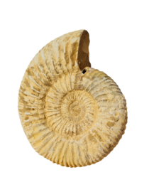 Ammoniet - Wit - Madagaskar - no.05 - 7 cm