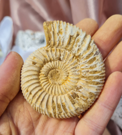 Ammoniet - Wit - Madagaskar - no.15 - 6 cm