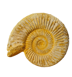 Ammoniet - Wit - Madagaskar - no.01 - 10 cm