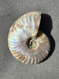 Ammoniet iriserend - Madagaskar ca.5 cm diverse modellen