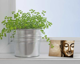 Magneet - Love - Boeddha - 8cm