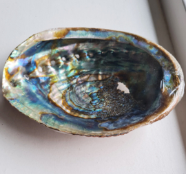 Groene Abalone schelp