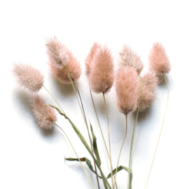 Lagurus roze (hazenstaart) mini set
