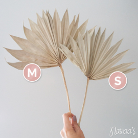 Palmblad 'Sun spear'