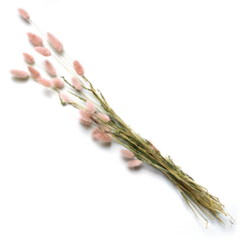 Lagurus roze (hazenstaart) bosje 15 stuks