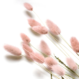 Lagurus roze (hazenstaart) bosje