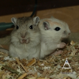 Gerbils te koop