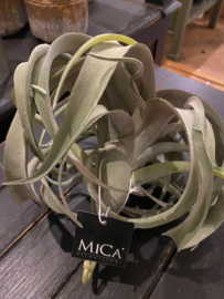 Tillandsia hoog 20cm doorsnede 25cm.