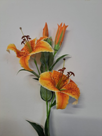 Oranje tijgerlelie