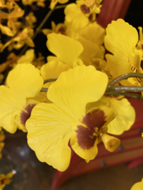 Lange tak mini orchidee geel