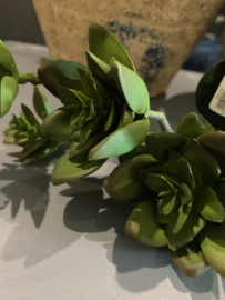 Vetplant