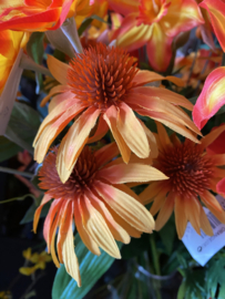 Zonnehoedje knal oranje