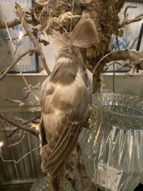 Papegaai naturel bruin, parrot