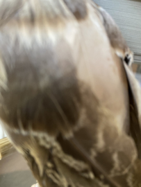 Papegaai naturel bruin, parrot