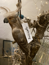 Papegaai naturel bruin, parrot