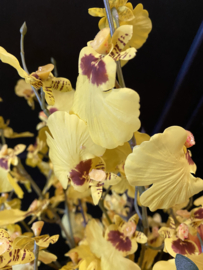 Lange tak mini orchidee geel