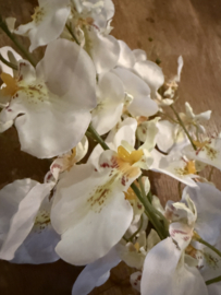 Partij 40 takken witte orchideeën