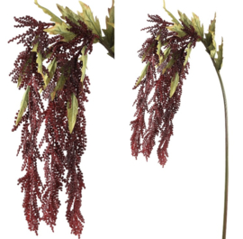 Amaranthus 74cm