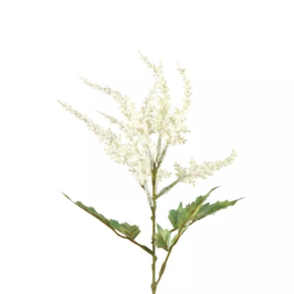 Astilbe Spirea wit merk Countryfield