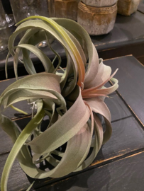 Tillandsia hoog 20cm doorsnede 25cm.