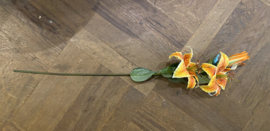 Oranje tijgerlelie