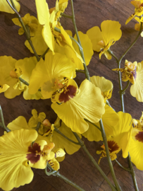 Lange tak mini orchidee geel
