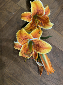 Oranje tijgerlelie